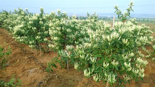 2020年10月29日北花1号金银花价格行情、今日北花1号金银花多少钱一斤?