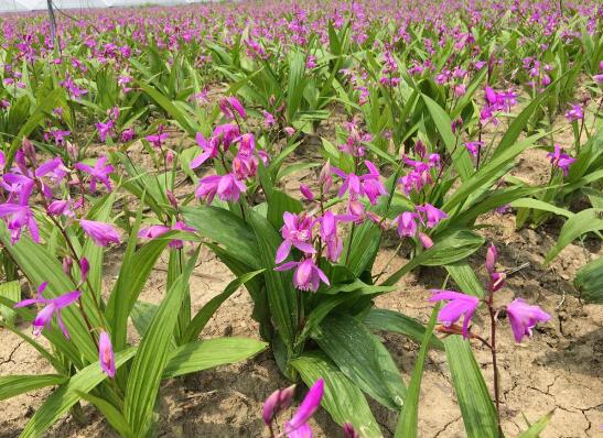 2020年10月30日白芨价格行情、今日白及多少钱一斤？