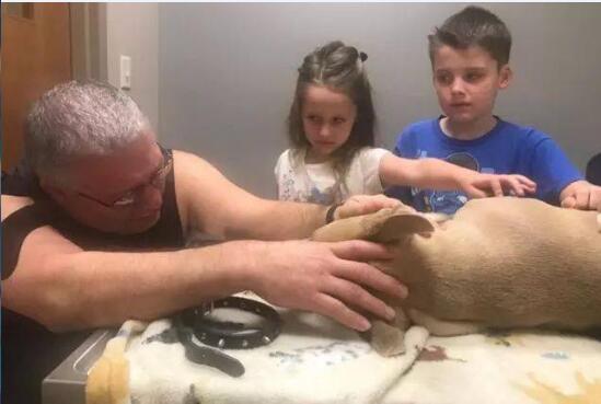 美国斗牛犬为保护孩子免受毒蛇攻击舍命!剧毒山王蛇!