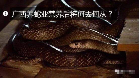 广西养蛇业禁养后将何去何从?