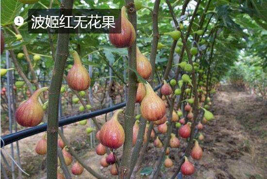 2020年11月3日波姬红无花果价格行情、今日波姬红无花果多少钱一斤？
