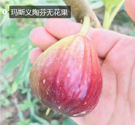 2020年11月3日玛斯义陶芬无花果价格行情、今日玛斯义陶芬无花果多少钱一斤?