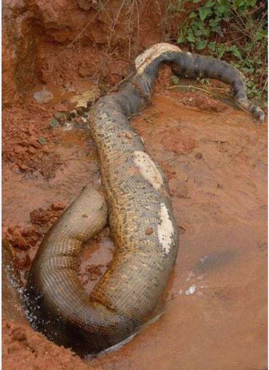 修公路挖到的大蟒蛇图
