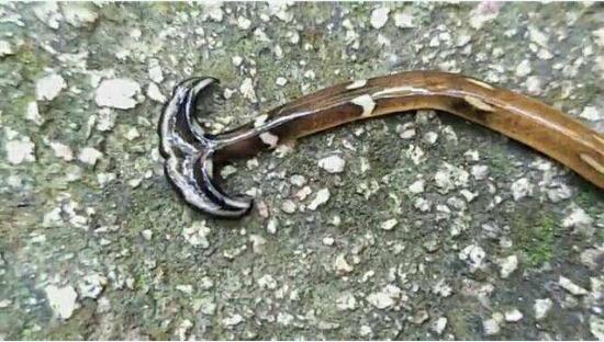 斧头蛇尾的“天蛇”究是什么动物？