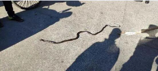 上海宝山一小区惊现2米1大毒蛇！竟然是眼镜王蛇！