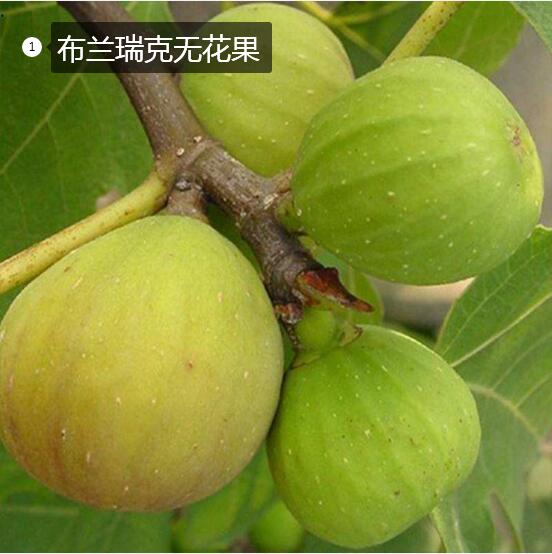 2020年11月3日布兰瑞克无花果价格行情、今日布兰瑞克无花果多少钱一斤?