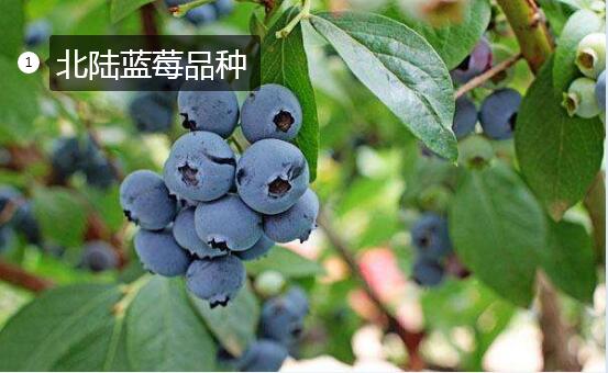 2020年11月3日北陆蓝莓价格行情、今日北陆蓝莓多少钱一斤?