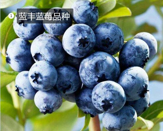 2020年11月3日蓝丰蓝莓价格行情、今日蓝丰蓝莓多少钱一斤?