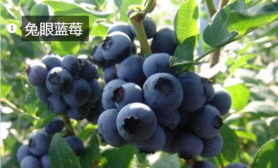 2020年11月3日兔眼蓝莓价格行情、今日兔眼蓝莓多少钱一斤?