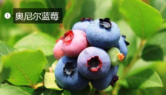 2020年11月3日奥尼尔蓝莓价格行情、今日奥尼尔蓝莓多少钱一斤?