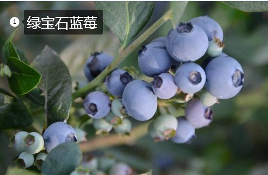 2020年11月3日绿宝石蓝莓价格行情、今日绿宝石蓝莓多少钱一斤?