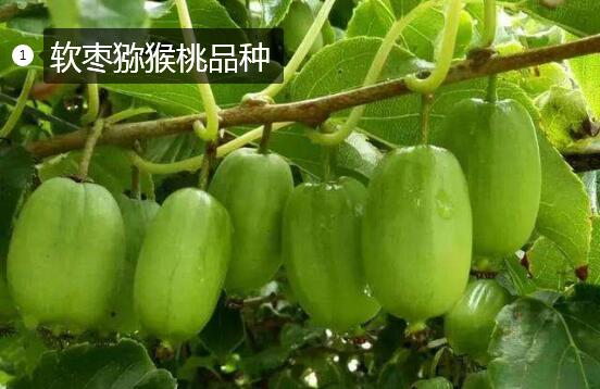 2020年11月4日软枣猕猴桃价格行情、今日软枣猕猴桃多少钱一斤?