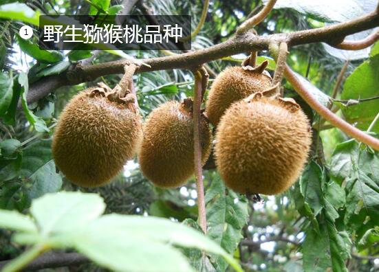 2020年11月4日野生猕猴桃价格行情、今日野生猕猴桃多少钱一斤?