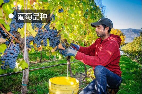 2020年11月4日葡萄价格行情、今日各种葡萄多少钱一斤?