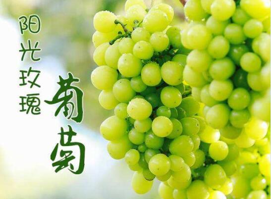 2020年11月4日阳光玫瑰葡萄价格行情、今日阳光玫瑰葡萄多少钱一斤?