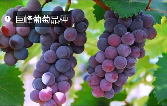 2020年11月4日巨峰葡萄价格行情、今日巨峰葡萄多少钱一斤？