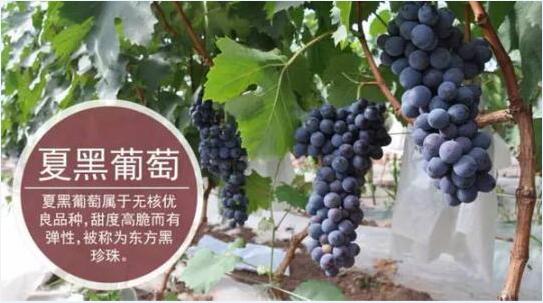2020年11月4日夏黑葡萄价格行情、今日夏黑葡萄多少钱一斤?