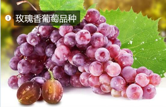 2020年11月4日玫瑰香葡萄价格行情、今日玫瑰香葡萄多少钱一斤?