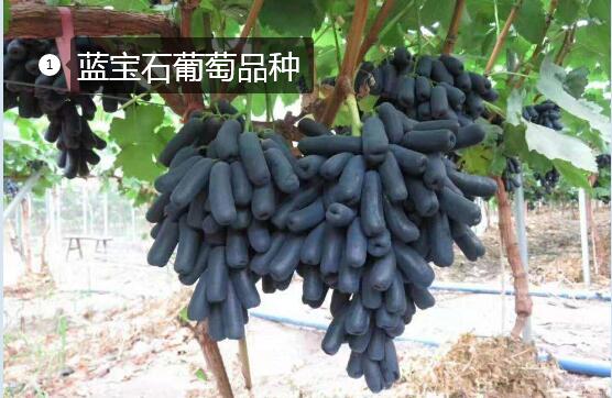 2020年11月4日蓝宝石葡萄价格行情、今日蓝宝石葡萄多少钱一斤?