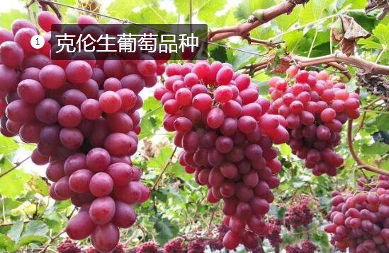 2020年11月4日克伦生葡萄价格行情、今日克伦生葡萄多少钱一斤?