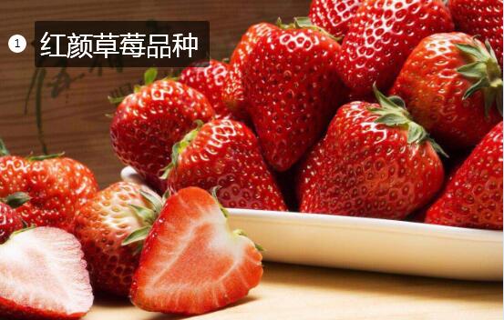 2020年11月4日红颜草莓价格行情、今日红颜草莓多少钱一斤?
