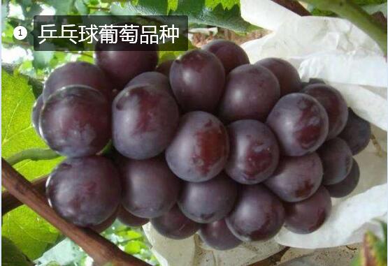 2020年11月4日乒乓球葡萄价格行情、今日金藤葡萄多少钱一斤？