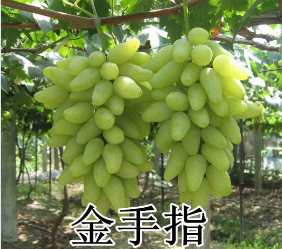 2020年11月4日金手指葡萄价格行情、今日金手指葡萄多少钱一斤？