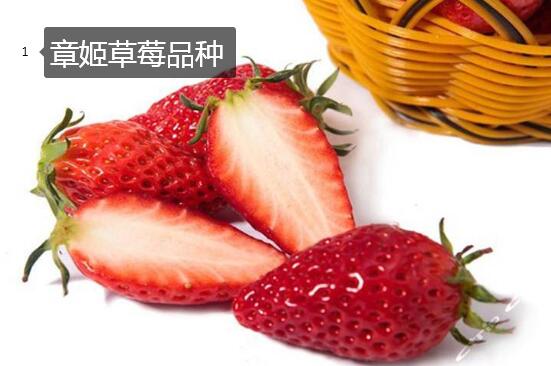 2020年11月4日章姬草莓价格行情、今日章姬草莓多少钱一斤?