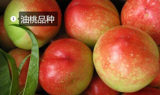 2020年11月5日油桃价格行情、今日各种油桃多少钱一斤？