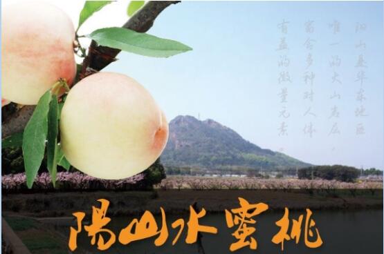 2020年11月5日阳山水蜜桃价格行情、今日阳山水蜜桃多少钱一斤?