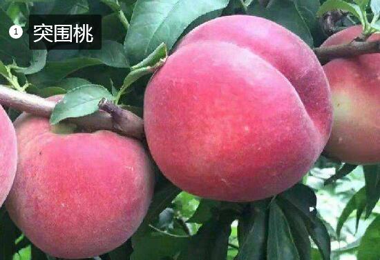 2020年11月5日突围桃价格行情、今日突围桃多少钱一斤？