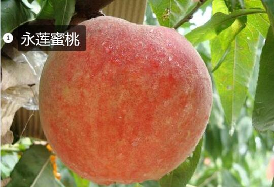 2020年11月5日永莲蜜桃价格行情、今日永莲蜜桃多少钱一斤？