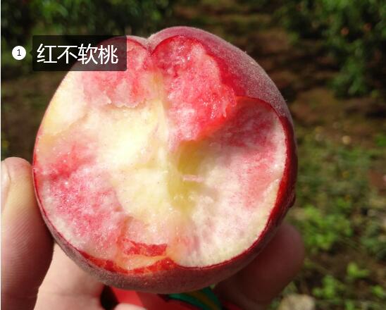 2020年11月5日红不软桃价格行情、今日红不软桃多少钱一斤？
