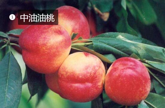 中油油桃