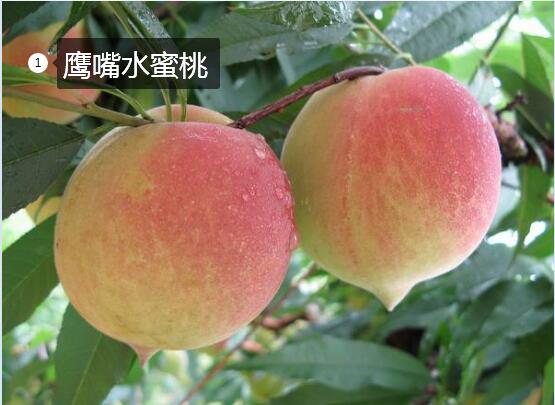 2020年11月5日鹰嘴蜜桃价格行情、今日鹰嘴蜜桃多少钱一斤？