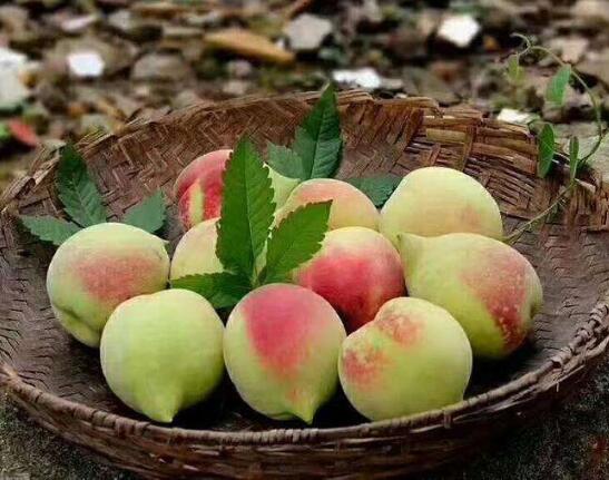 2020年11月5日鹰嘴蜜桃价格行情、今日鹰嘴蜜桃多少钱一斤？