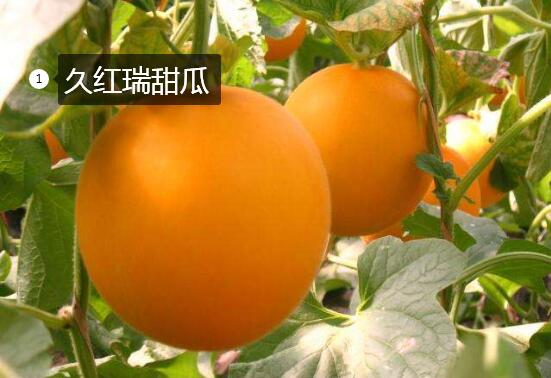 2020年11月5日久红瑞甜瓜价格行情、今日久红瑞甜瓜多少钱一斤？