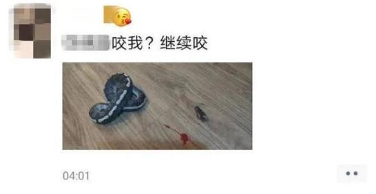 浙江男子凌晨玩球蟒被咬!竟剪掉蛇头发朋友圈炫耀!