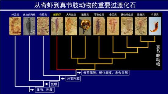 麒麟虾图片5