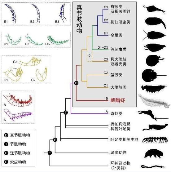 麒麟虾图片7