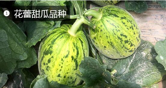 2020年11月6日花蕾甜瓜价格行情、今日花蕾甜瓜多少钱一斤？
