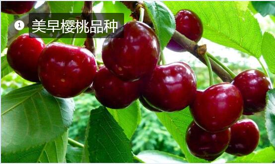 2020年11月6日美早樱桃价格行情、今日美早樱桃多少钱一斤?
