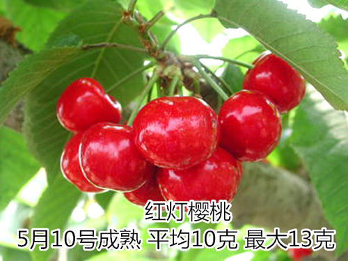 2020年11月6日红灯樱桃价格行情、今日红灯樱桃多少钱一斤?