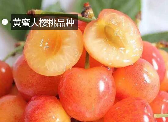 2020年11月6日黄蜜樱桃价格行情、今日黄蜜大樱桃多少钱一斤?