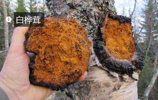 2020年11月6日白桦茸价格行情、今日白桦茸多少钱一斤?