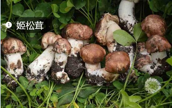 2020年11月6日姬松茸价格行情、今日姬松茸多少钱一斤?