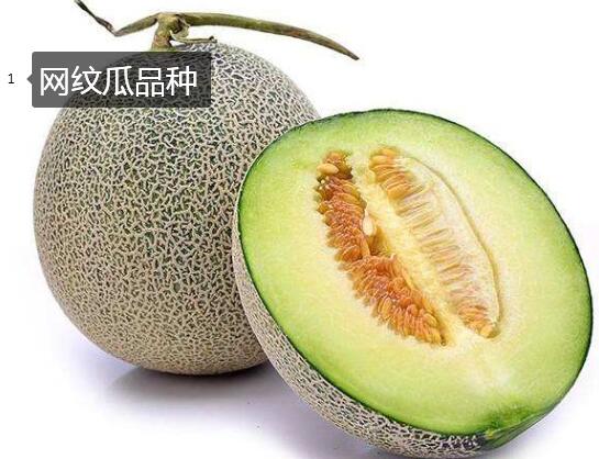 2020年11月6日网纹瓜价格行情、今日网纹瓜哈蜜瓜多少钱一斤？