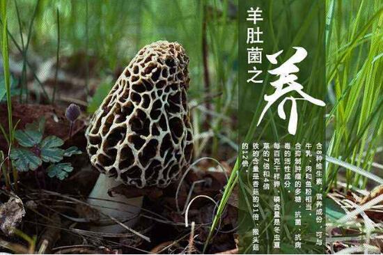 2020年11月6日羊肚菌价格行情、今日干羊肚菌多少钱一斤?