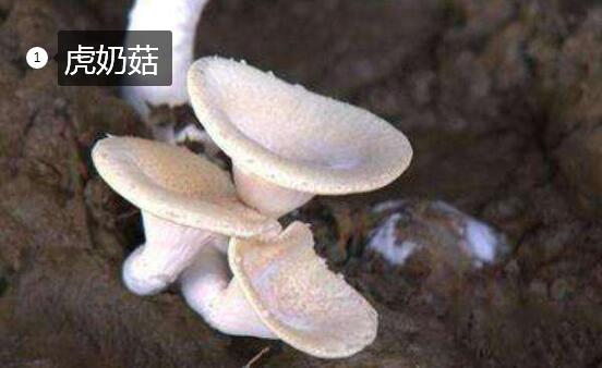 2020年11月6日虎奶菇价格行情、今日虎奶菇多少钱一斤?
