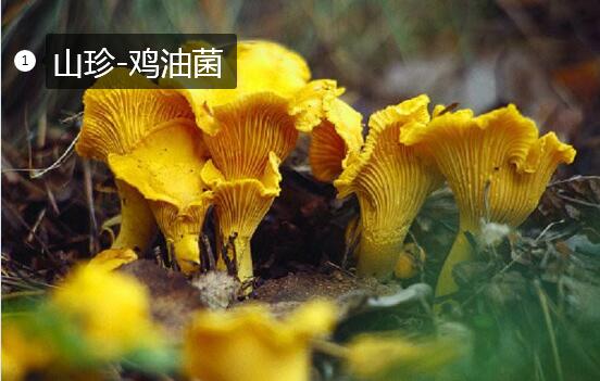 2020年11月6日鸡油菌价格行情、今日鸡油菌多少钱一斤?